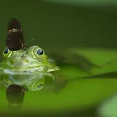 Una rana verde con una mariposa en la cabeza, reflejada en el agua. Parece que está a punto de soñar con ranas y mariposas.