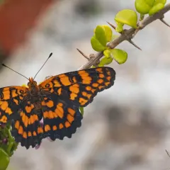 Mariposa naranja y negra posada en una rama espinosa. Es como soñar con mariposas, un instante de belleza efímera.