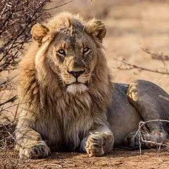 Un majestuoso león descansa entre arbustos secos, con su melena dorada y mirada penetrante. Es como soñar con animales salvajes en su hábitat natural.