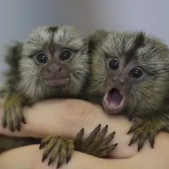 Dos pequeños monos tití, uno con la boca abierta, parecen soñar con monos mientras se aferran a una mano.