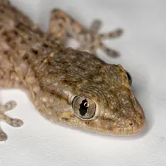 Un lagarto de piel escamosa, con ojos grandes y curiosos, parece que está a punto de empezar a soñar con lagartijas.