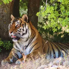 Un majestuoso tigre descansa bajo la sombra de un árbol, con su pelaje anaranjado y rayas negras. Es como soñar con un tigre en su hábitat natural.