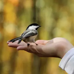Un pájaro se posa en una mano abierta, un símbolo de paz y conexión con la naturaleza. Los pájaros significado espiritual nos recuerdan la libertad y la esperanza.