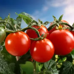 Un racimo de tomates rojos y uno verde cuelgan de la planta, como si soñar con tomates fuera posible.