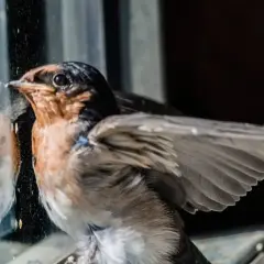 Un pajarito se mira en el cristal, quizás preguntándose qué significa cuando te visita un pajarito.