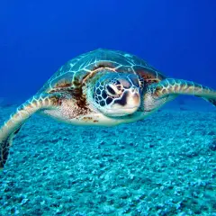 Tortuga marina de gran tamaño nadando en aguas azules profundas. Es como soñar con tortugas, una visión serena y majestuosa.