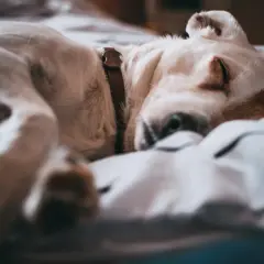 Un tierno cachorro de perro duerme plácidamente sobre una cama, quizás soñando con cachorros de perro y aventuras.
