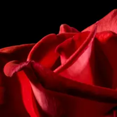 Un primer plano de una rosa roja, sus pétalos aterciopelados invitan a soñar con rosas rojas y la pasión que representan.
