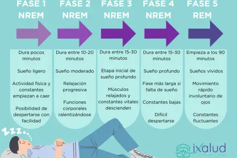 Ilustración de las fases del sueño, desde NREM hasta REM, con descripciones de cada etapa.