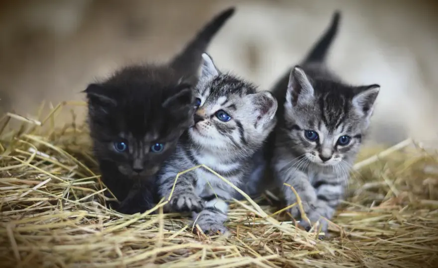 Soñar con gatos pequeños - qué significa según el sueño