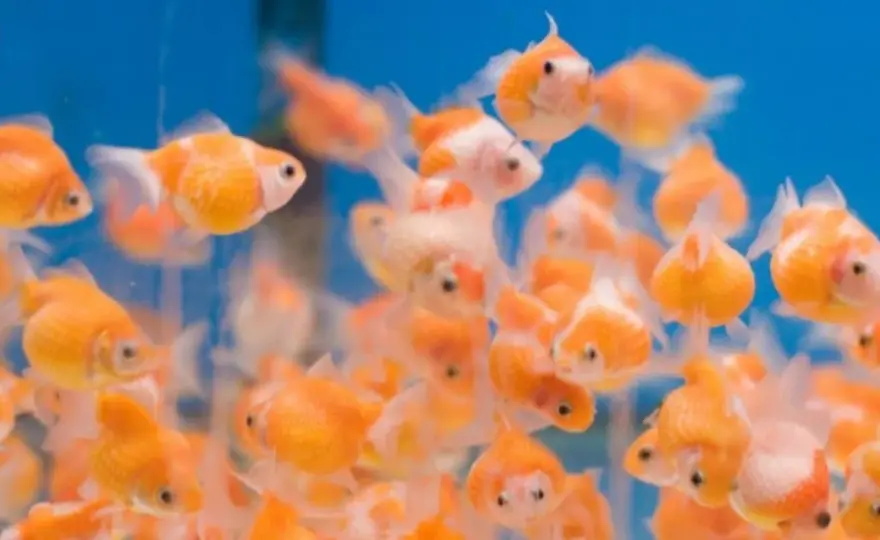 ¿Qué significa soñar con peces de colores según el agua?
