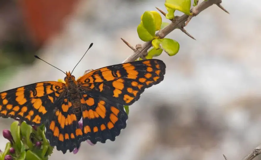 ¿Qué significa soñar con mariposas? Claves para interpretarlo
