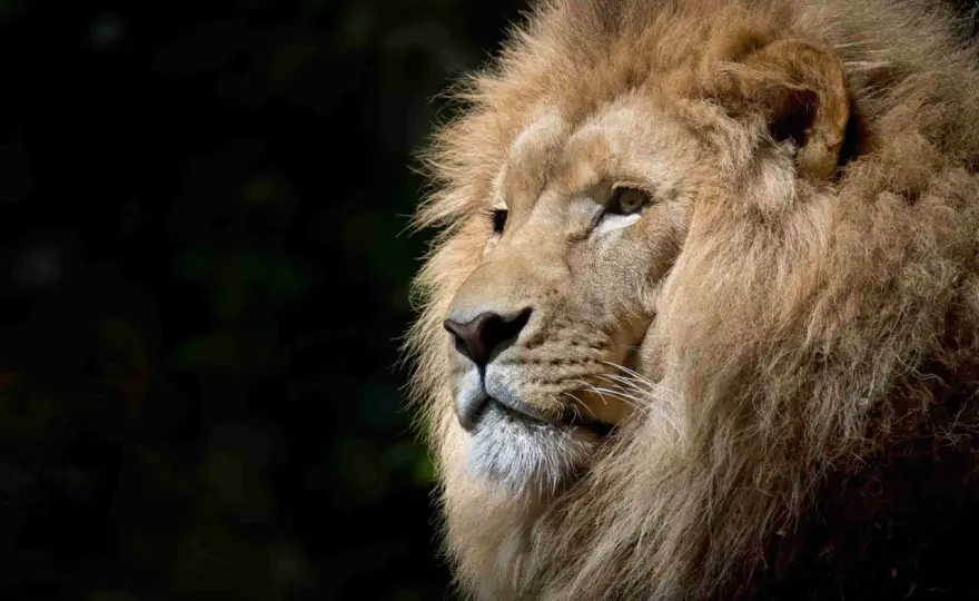 Soñar con leones - significado según la escena y la emoción