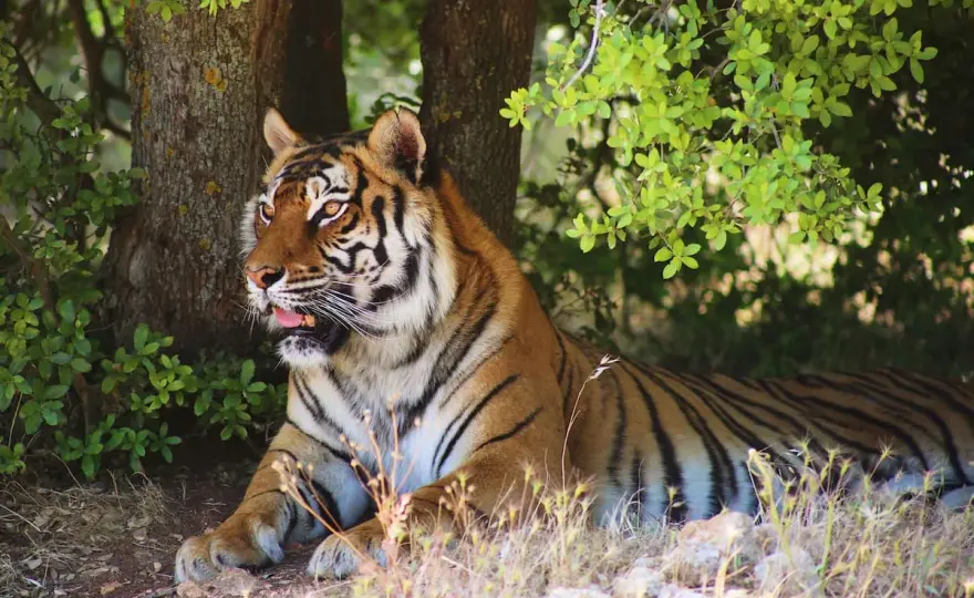 ¿Qué significa soñar con un tigre? Claves para interpretarlo