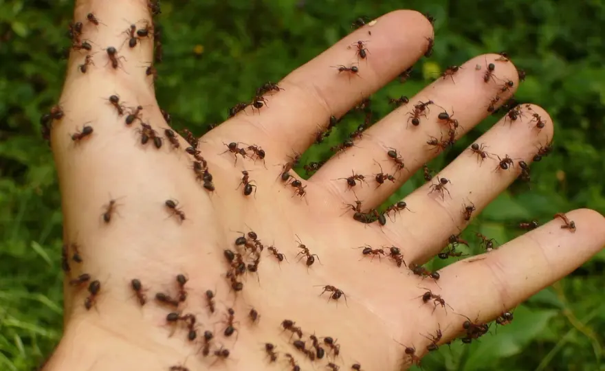 ¿Qué significa soñar con hormigas? Claves para interpretarlo