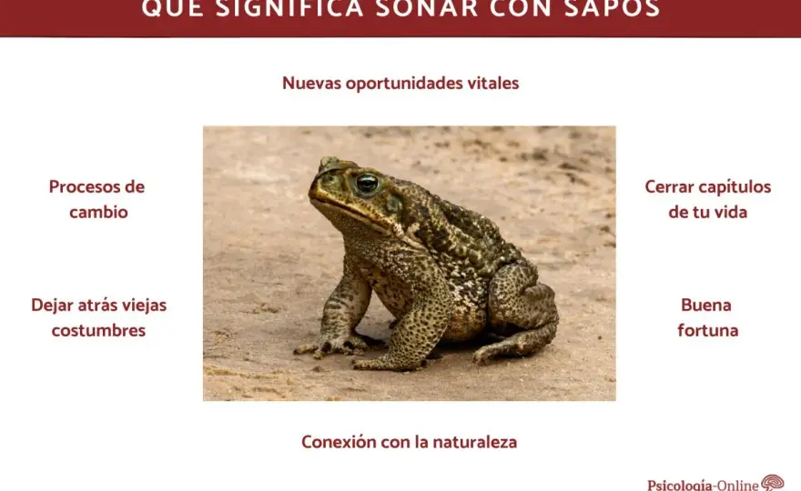 ¿Qué significa soñar con sapos? Claves según el contexto