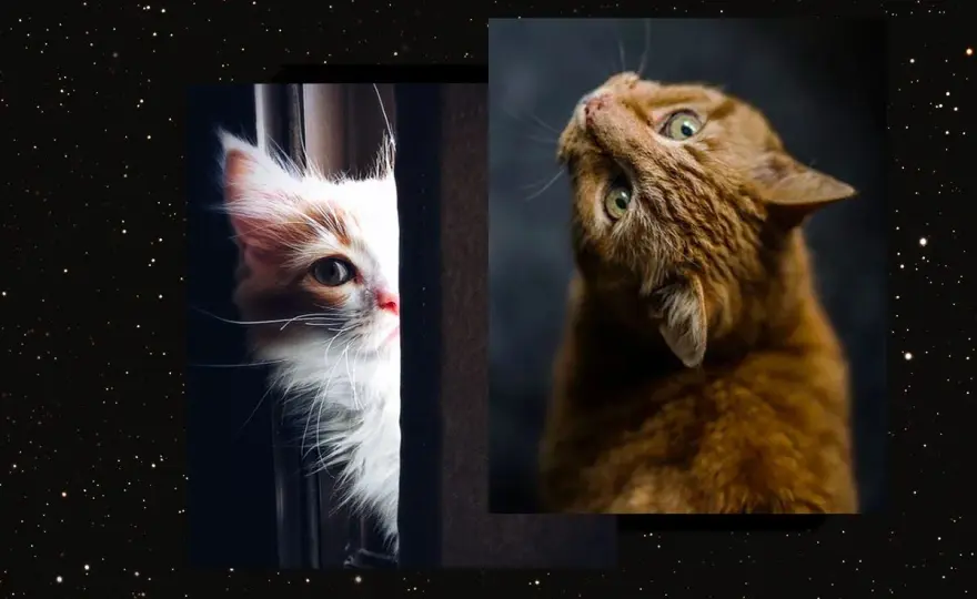 ¿Qué significa soñar con muchos gatos? Claves para interpretarlo