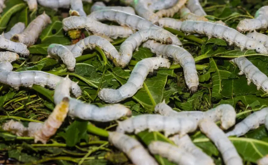 ¿Qué significa soñar con gusanos blancos?