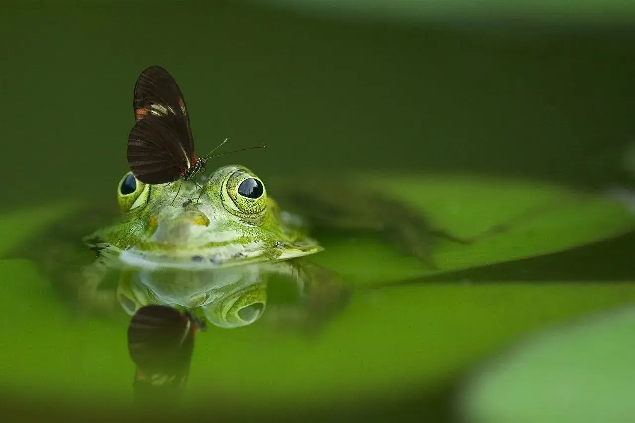 Una rana verde con una mariposa en la cabeza, reflejada en el agua. Parece que está a punto de soñar con ranas y mariposas.