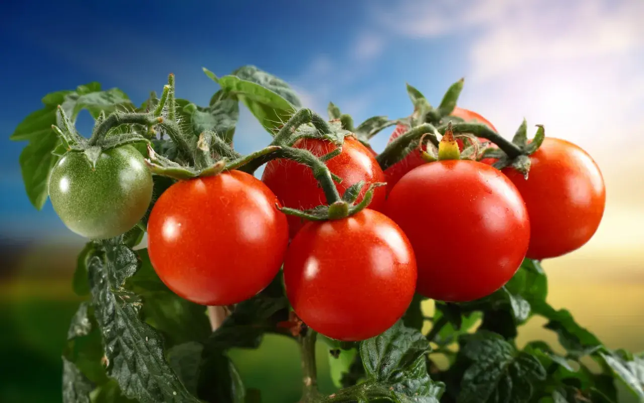Un racimo de tomates rojos y uno verde cuelgan de la planta, como si soñar con tomates fuera posible.