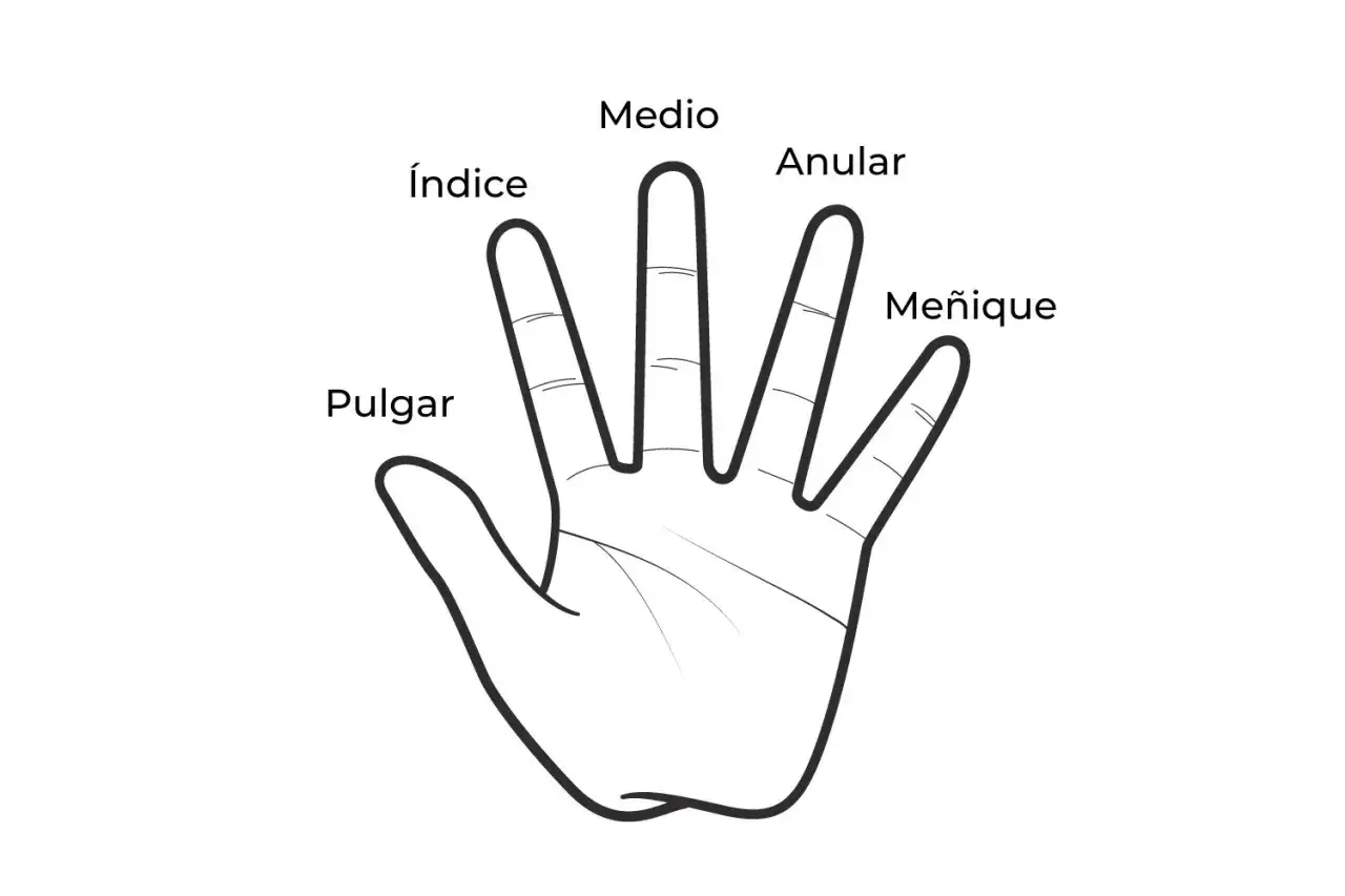 Ilustración de una mano abierta con los nombres de los dedos: Pulgar, Índice, Medio, Anular y Meñique. Explora el significado de los anillos en cada dedo.