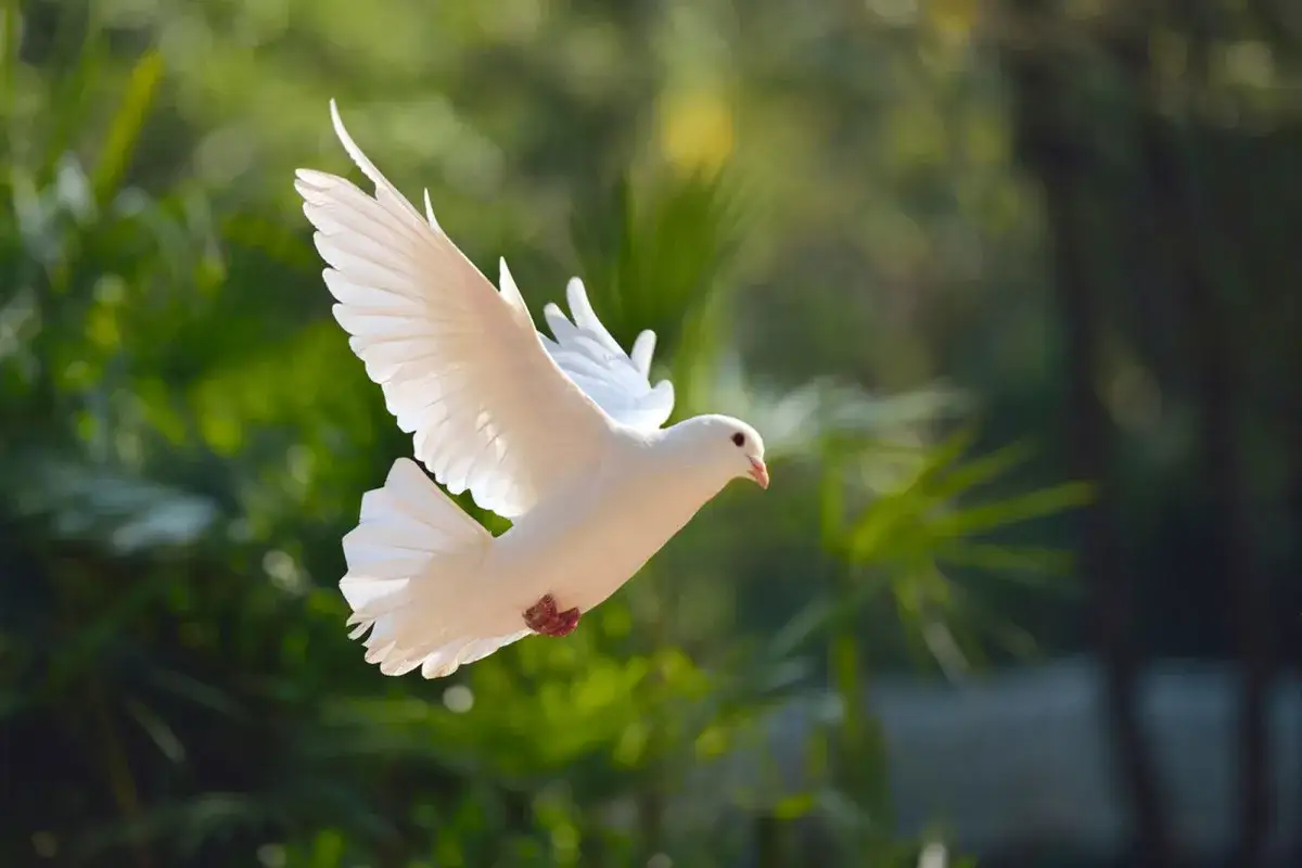 Una paloma blanca en pleno vuelo, con sus alas extendidas, parece querer soñar con palomas y libertad entre el verde follaje.